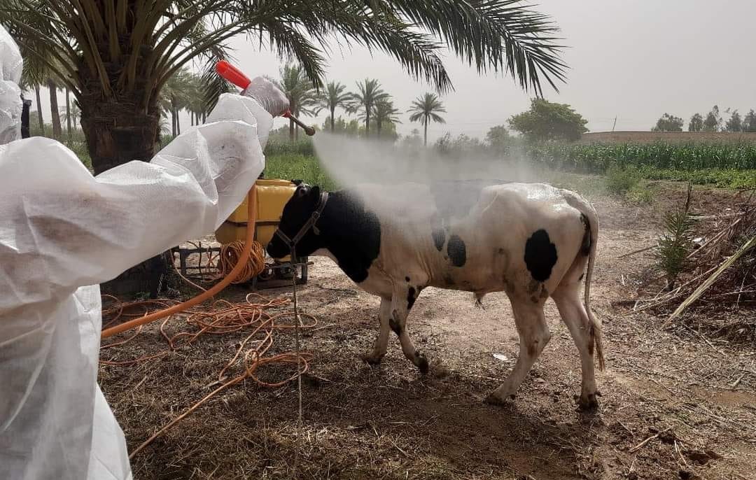 الحملات البيطرية ضد مرض المحى النزفية في العراق.المصدر:وزارة الزراعة العراقية