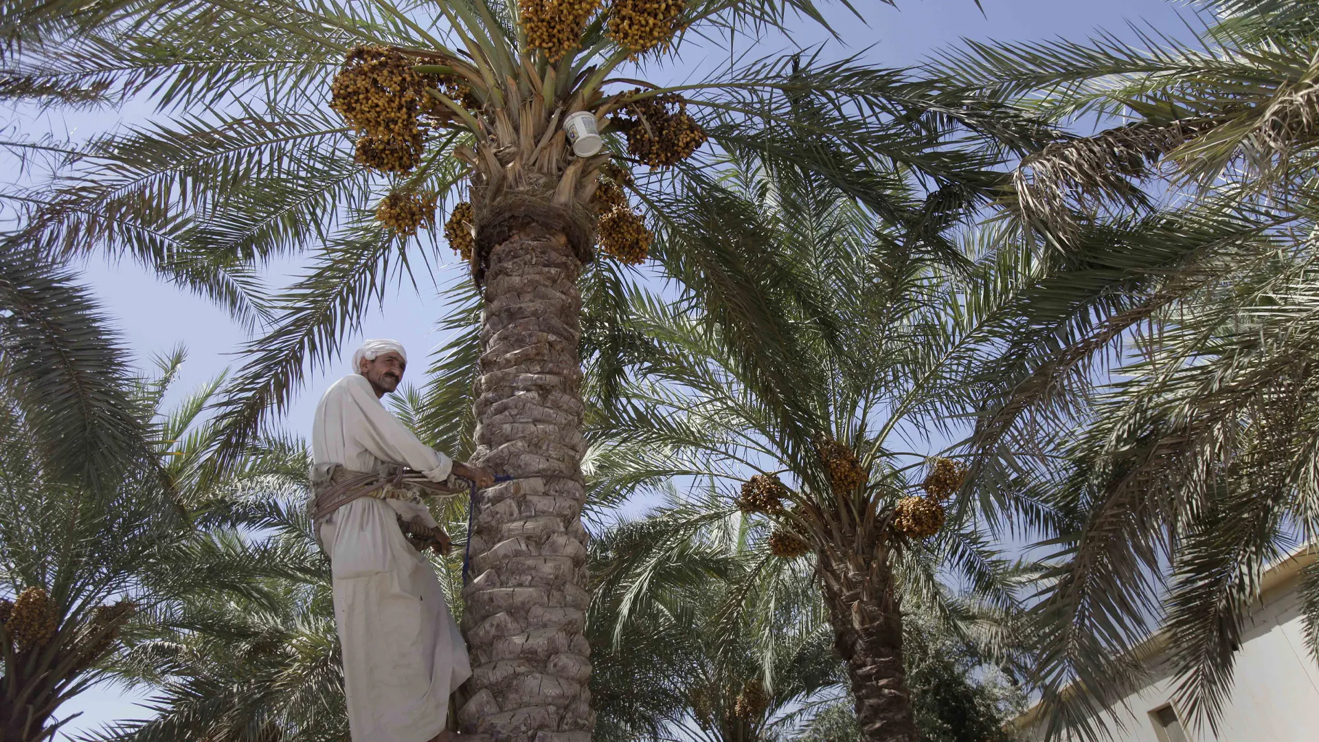 أشجار نخيل