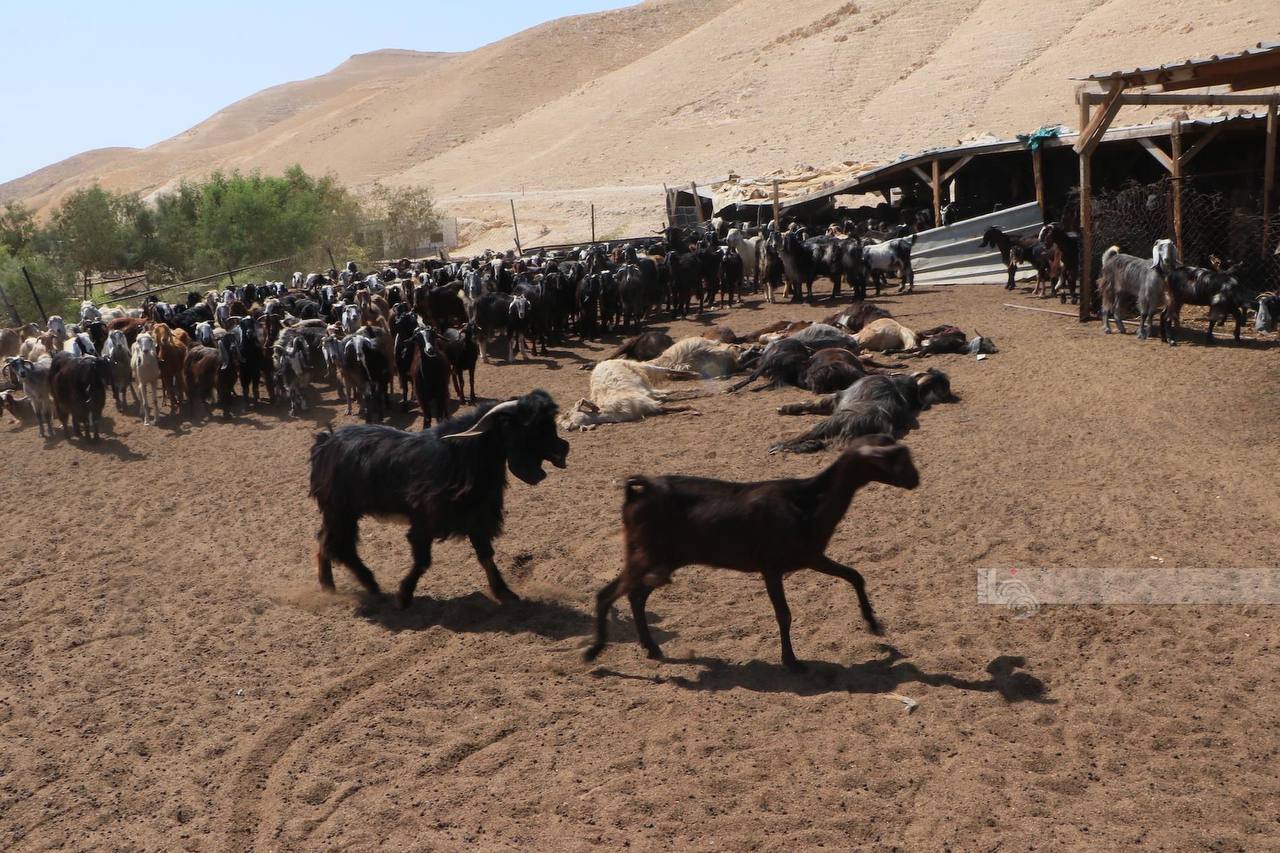 نفوق عشرات الأغنام بسموم وضعها مستوطنون في "عرب المليحات" بأريحا/وسائل اعلام
