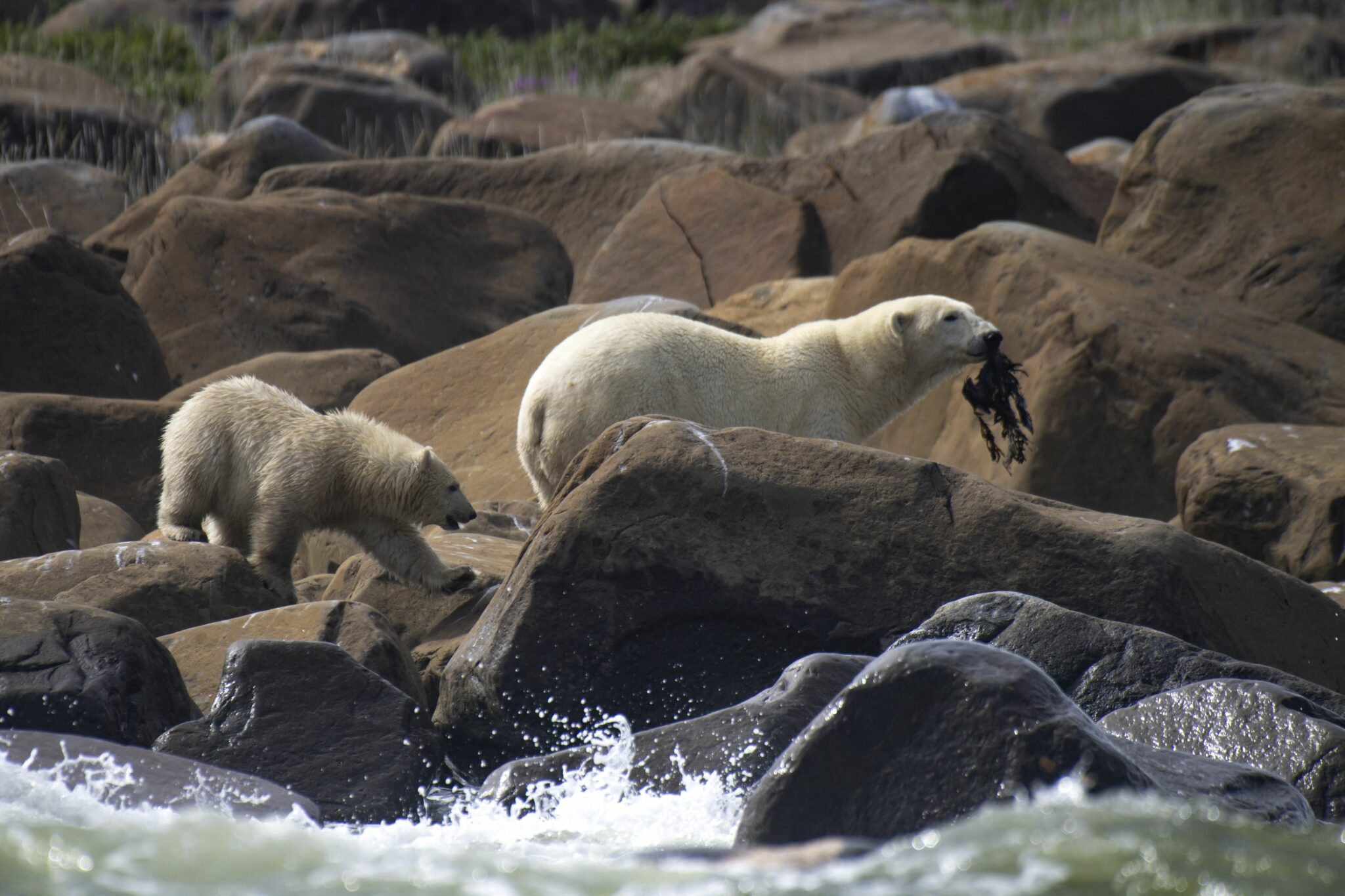 A female polar bear grabs some seaweed to feed her cub and herself along the shoreline of the Hudson Bay near Churchill on August 5, 2022. Photo: AFP