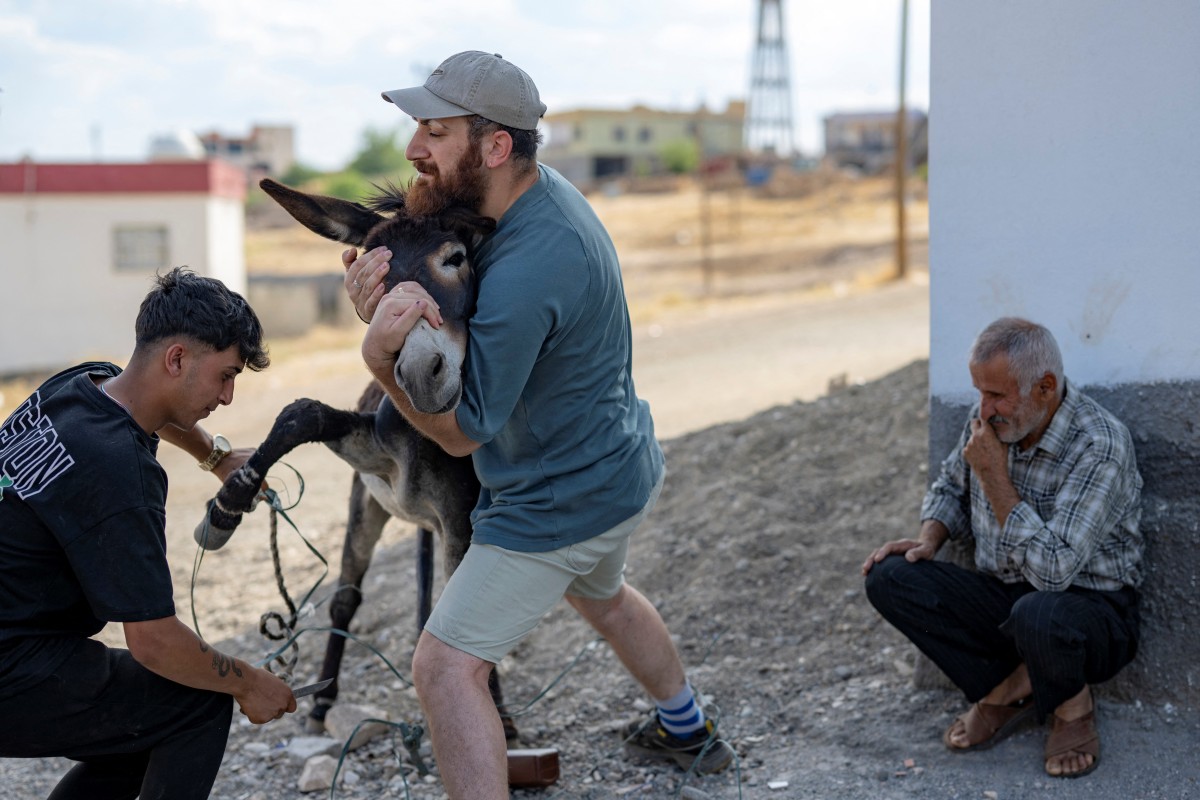 On July 2, 2024, veterinarian Hasan Kizil (C) holds a donkey while trying to cut ropes tied to a leg in Mardin of Mazidagi province, southeastern Turkey.