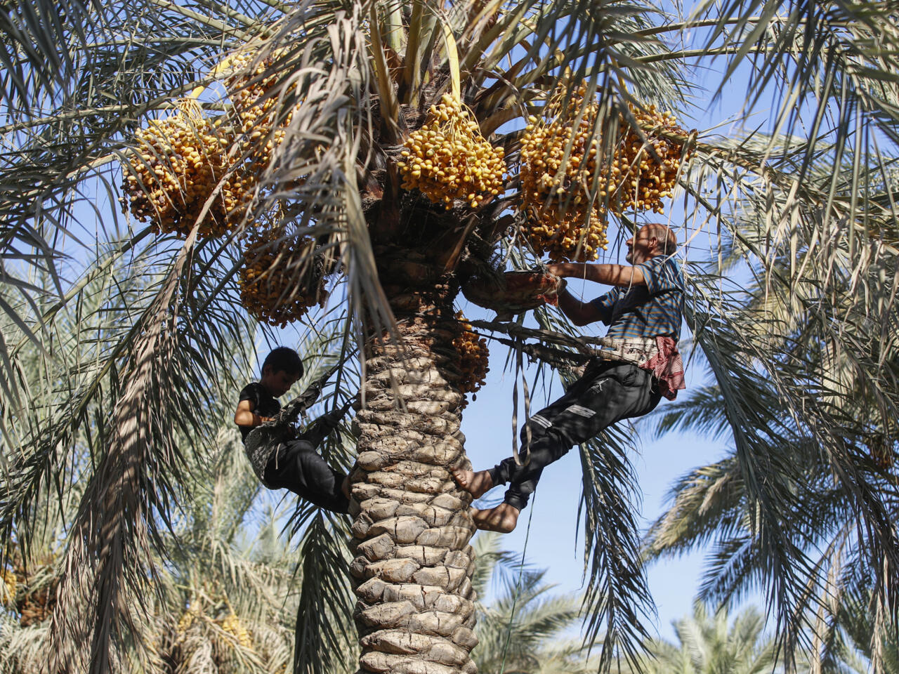 The nubmer of date palms in Iraq has rebounded to levels not seen since the 1980s, but they face a growing threat of drought © AHMAD AL-RUBAYE / AFP

