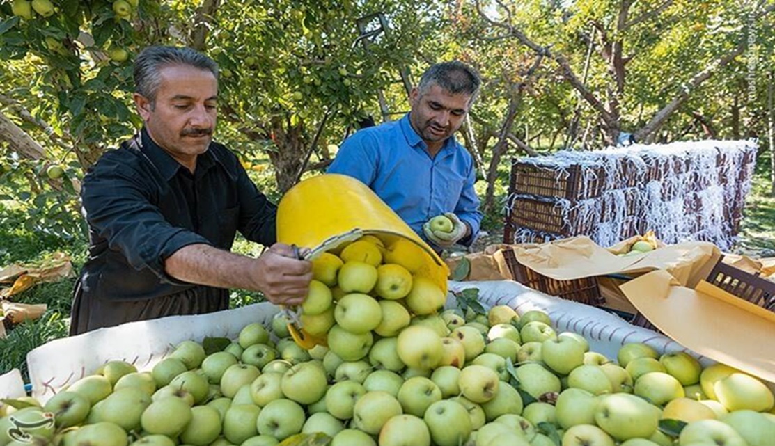 Farmers in Urmia, East Kurdistan harvest their apple orchards.