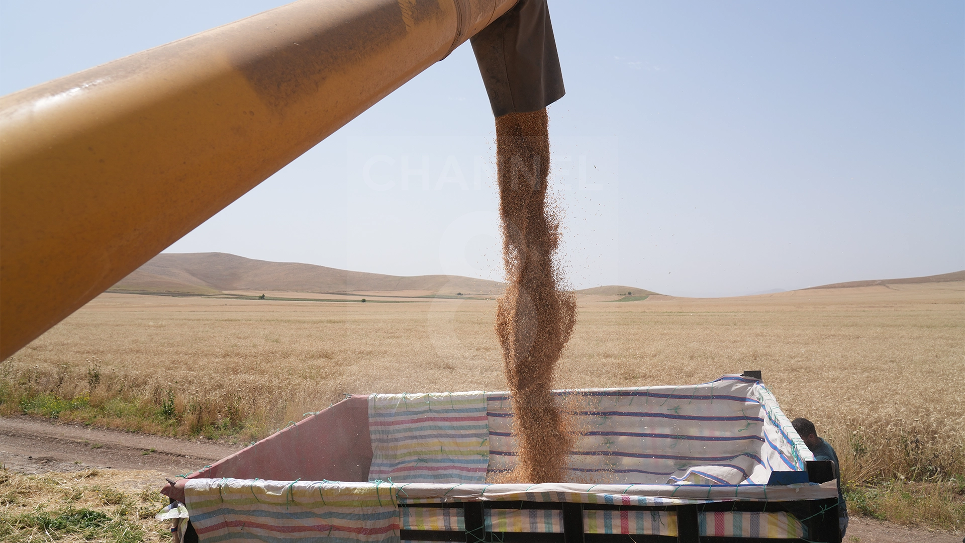 Wheat harvest in the Sharazoor Plain, Sulaymaniyah. Photo: Hama Sur / Channel8


