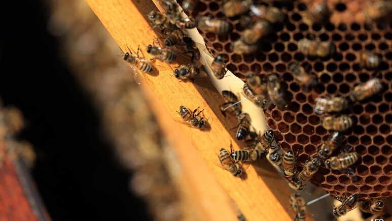 A close-up shows honeybees tending to their hive. (Photo: AFP)
