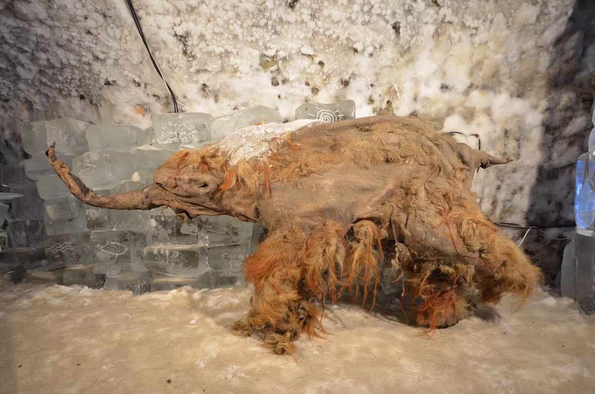 Yuka, a mummified mammoth unearthed from Siberian permafrost, is on display, with ice to keep the specimen frozen. 

Photo: Valeri Plotnikov
