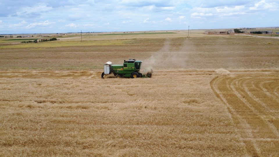 Golden fields of wheat in Al-Hasakah Governorate, historically recognized as the primary breadbasket of Syria and the wealthiest region in Rojava.