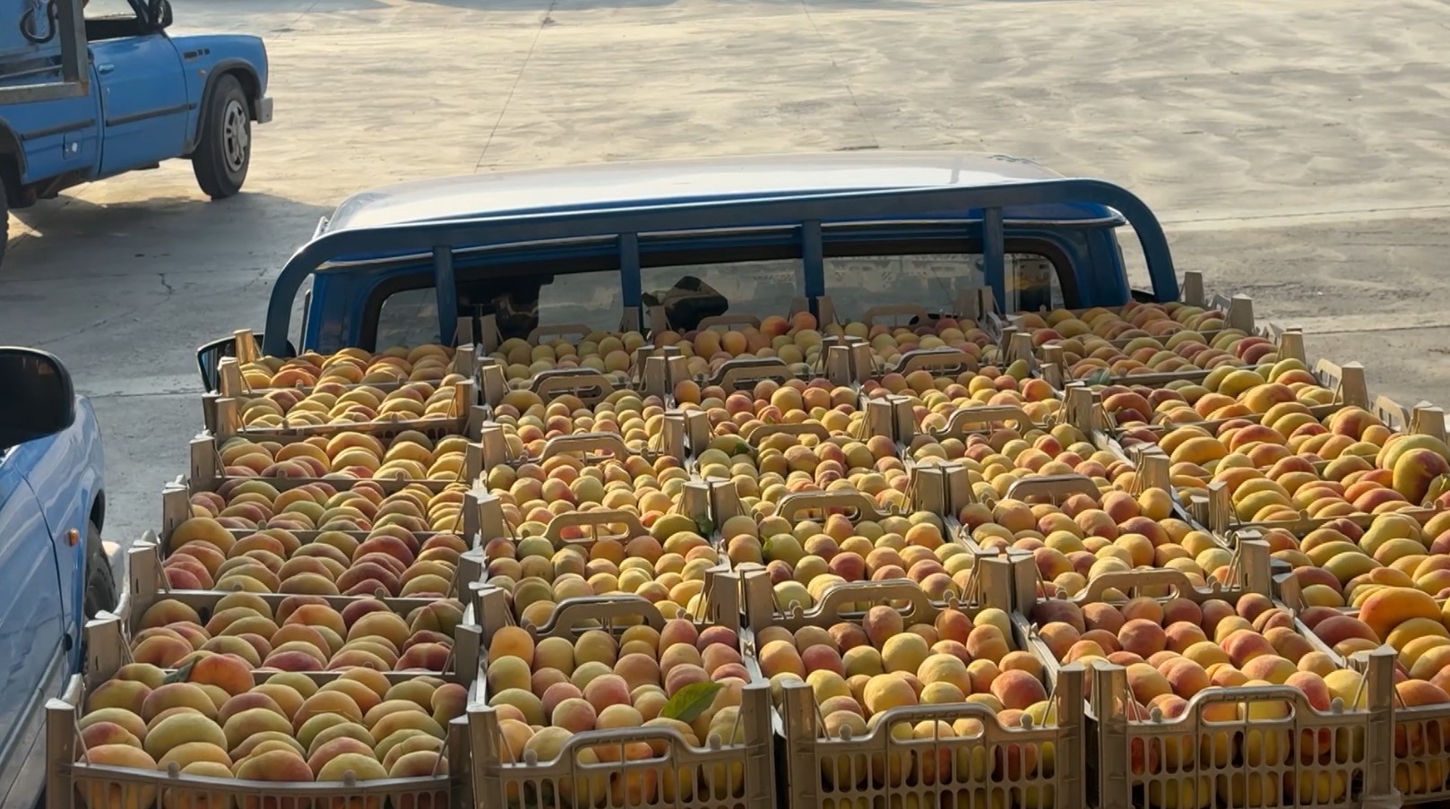 Boxes of peaches shown at the Shno wholesale market in Eastern Kurdistan
