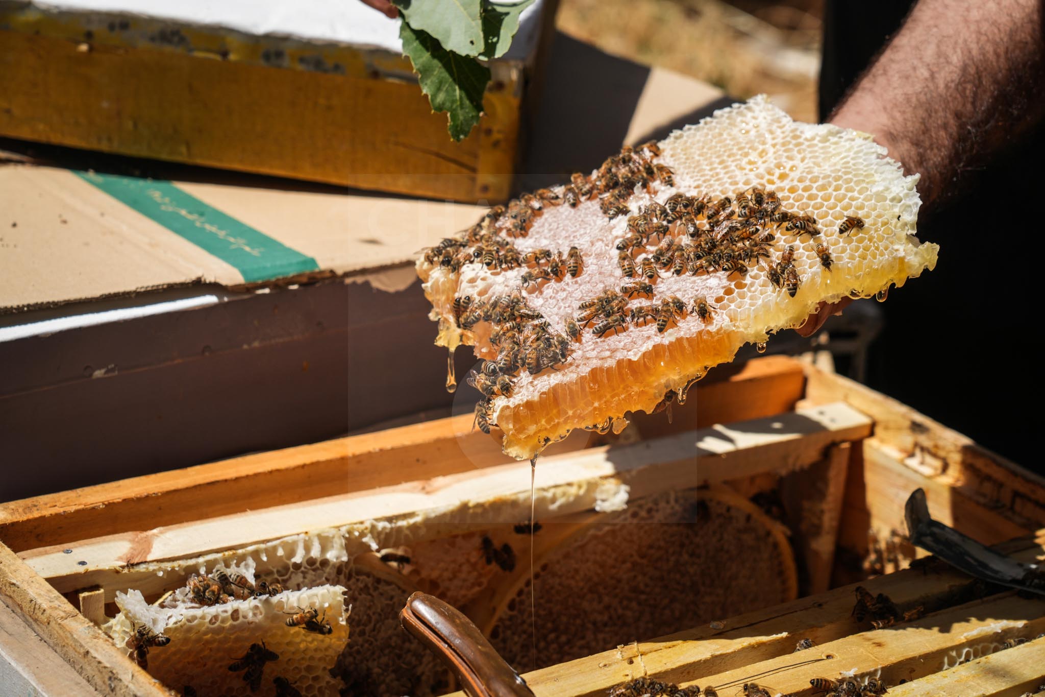 The honey harvest begins with an encouraging yield in Sharbazher, Slemani on July 30, 2026. Photo: Hama Sur / Channel8