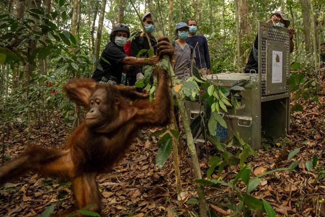 In this photo released by YIARI, an Indonesian non-profit conservation organization, an orangutan rescued from wildfires is released into a protected forest in Batu Nyambu, West Kalimantan, Indonesia, Friday, Oct. 9, 2026. (Muffidz Ma'sum, YIARI via AP)

