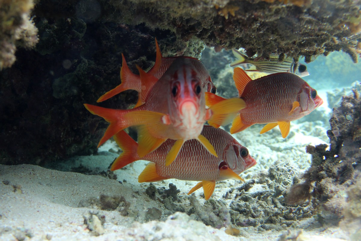 This picture taken on October 5, 2026, shows fish swimming among the healthy coral growing in the waters of the Naidiri Marine Biodiversity Park, a marine protected area located about 52 kilometres from Nadi.