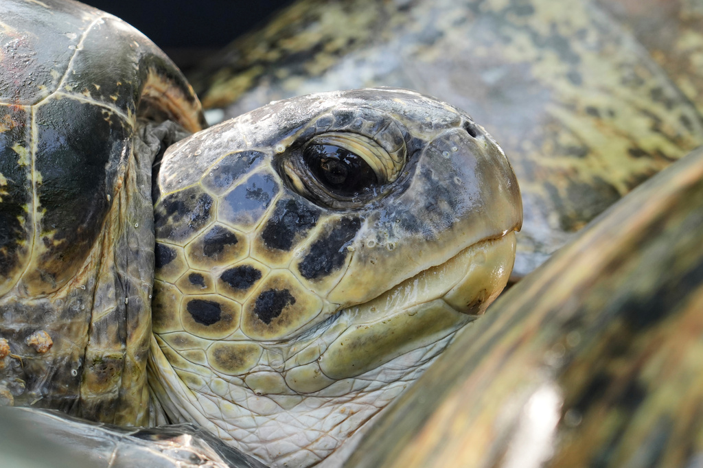 Green sea turtles wait for their release back into the ocean after they were found on an empty boat seemingly abandoned by poachers fleeing a police raid, in Serangan, Bali island, Indonesia, Tuesday, Oct. 13, 2026. (AP Photo/Firdia Lisnawati)