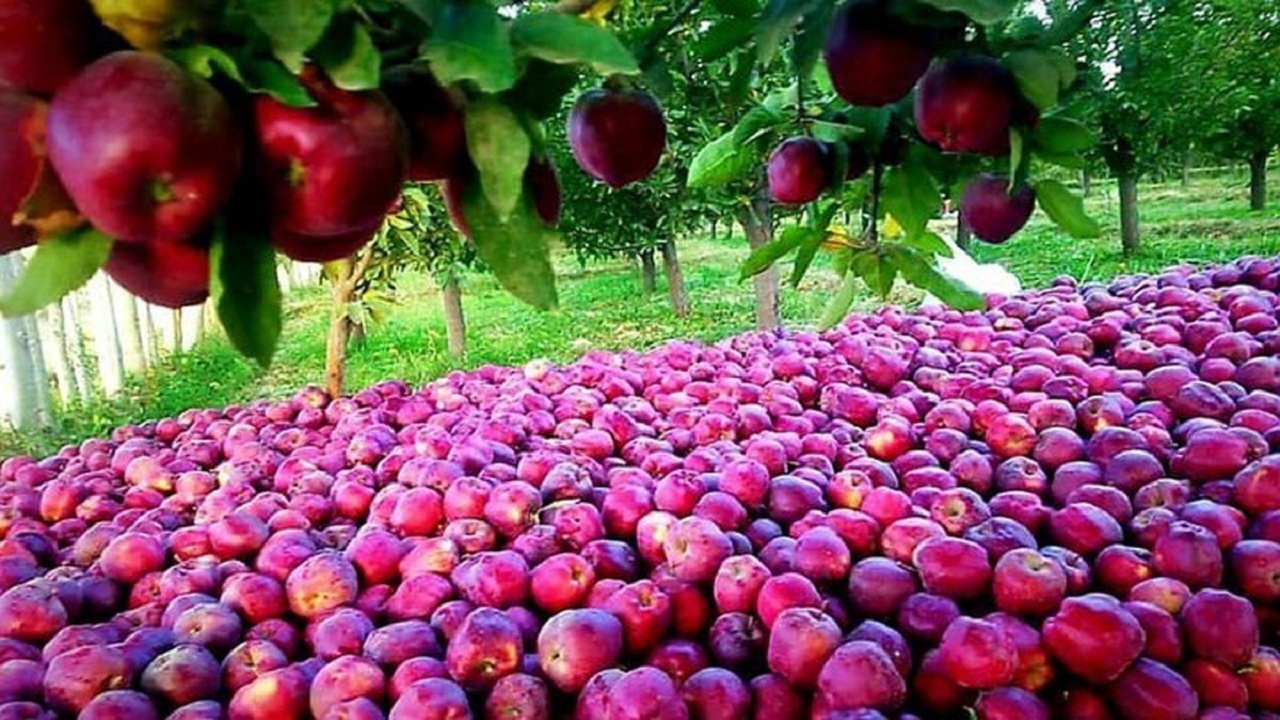 بەرهەمی یەکێک لە باخە سێوەکانی ورمێ