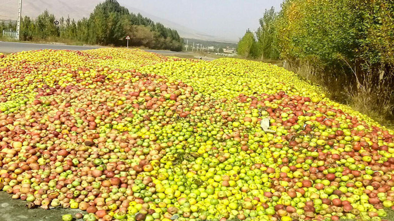 گۆشەیەک لە بەرهەمی سێو لە ڕۆژهەڵاتی کوردستان. فۆتۆ: میدیای ئێران