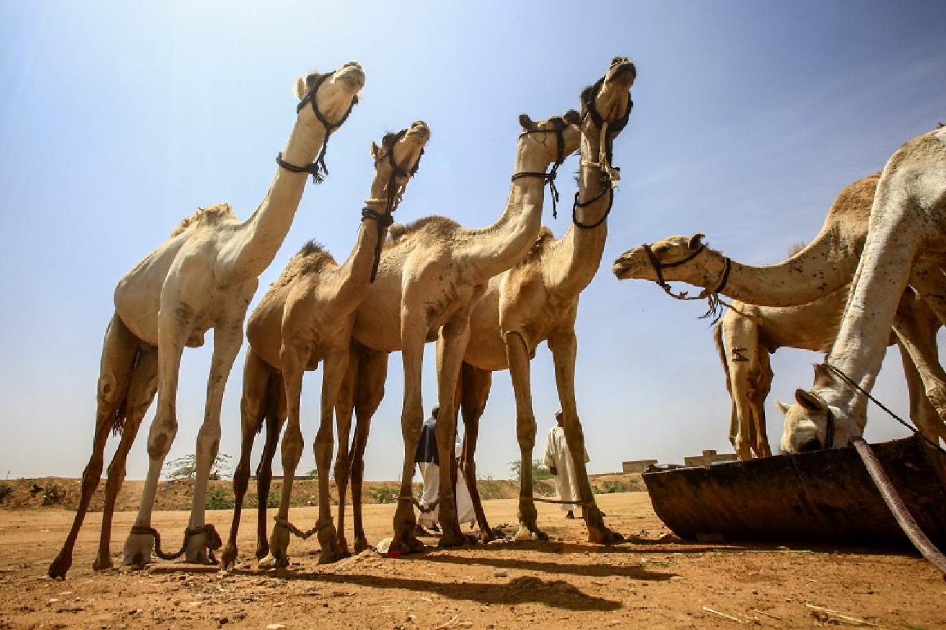 ژمارەیەک وشتر بۆ قوربانیکردن ئامادە دەکرێن