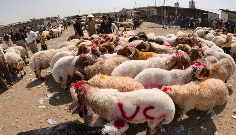 مەیدانى ئاژەڵ فرۆشانى هەولێر
وێنە: ئەرشیف