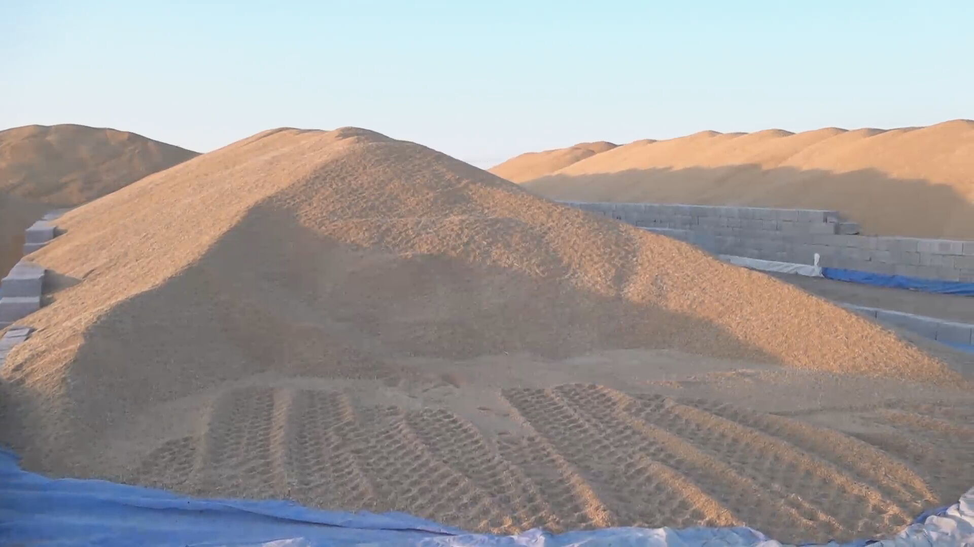کۆگایەکی گەنمی جووتیارانی گەرمیىان