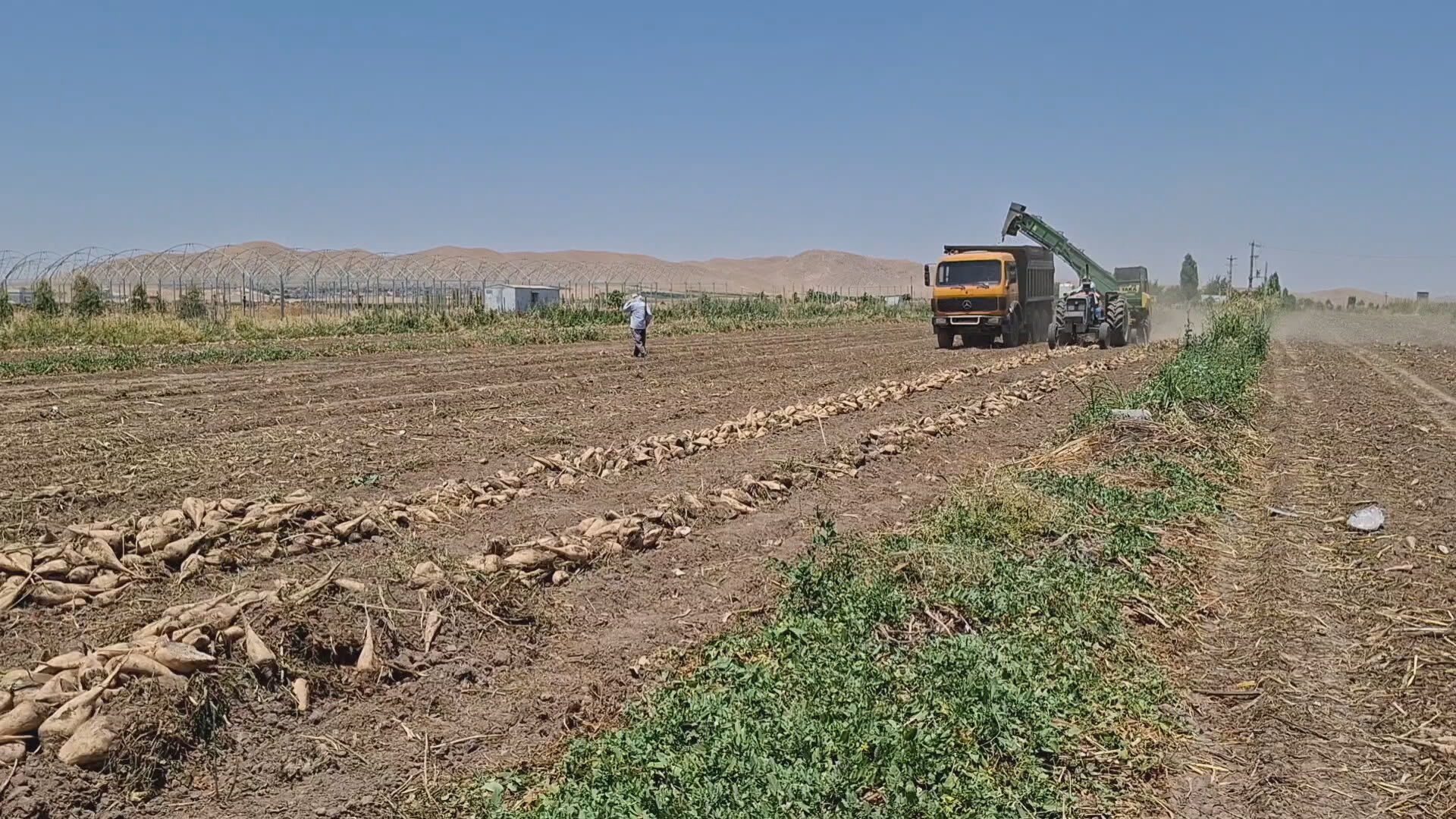 کۆکردنەوەی بەرهەمی چەوەندەری پاییزە لە ناوچەکانی کرماشان دەستیپێکردووە