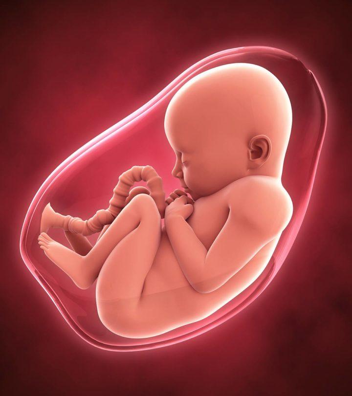 وێنەی کۆرپەلەیەک لە سکی دایکیدا