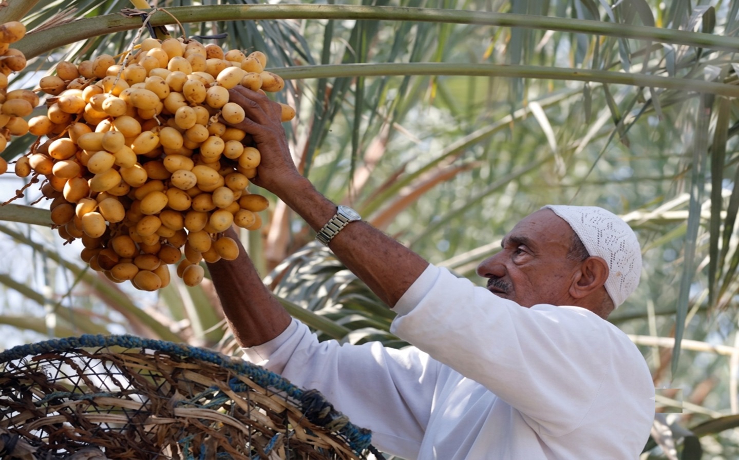 جوتیارێکى عێراقى لەناو باخە خورماکەیدا خەریکى لێکردنەوەى چڵێک خورمایە