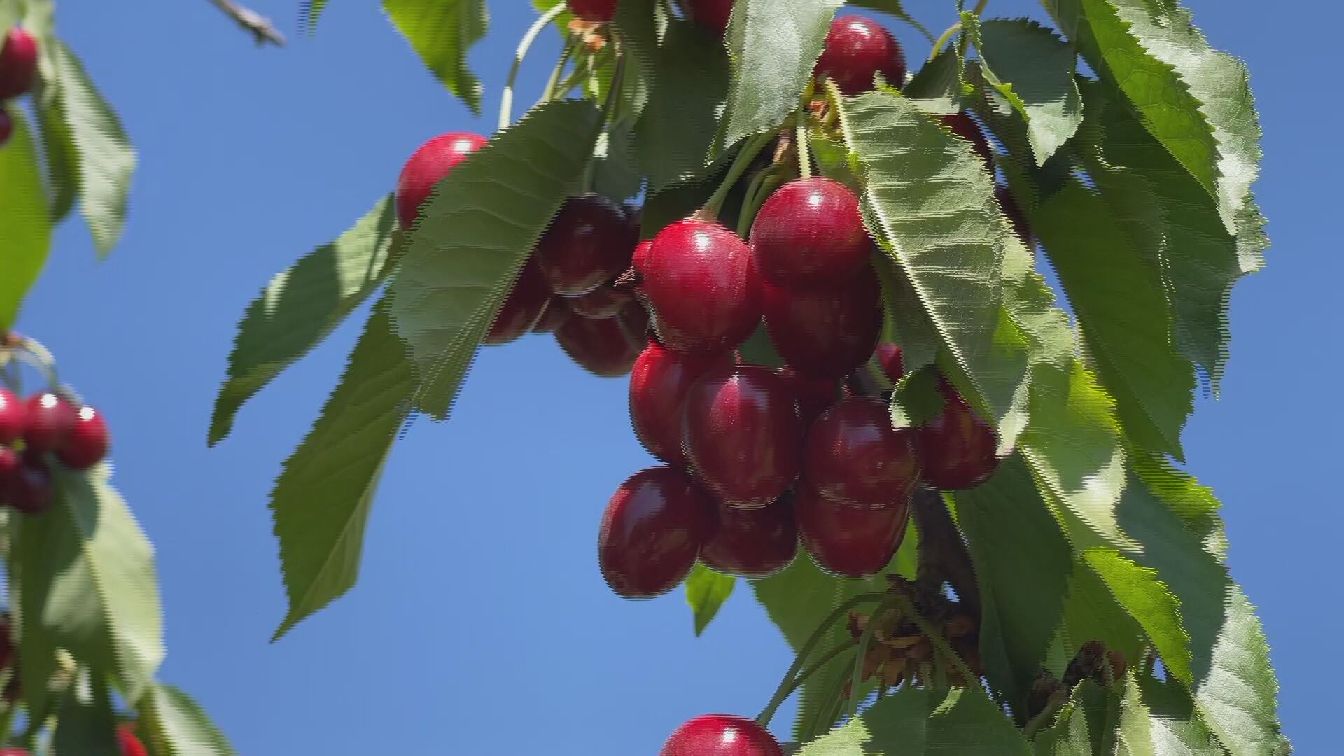 بەرهەمی گێلاسی شاری شنۆی ڕۆژهەڵاتی کوردستان خواستی زۆری لەسەرە