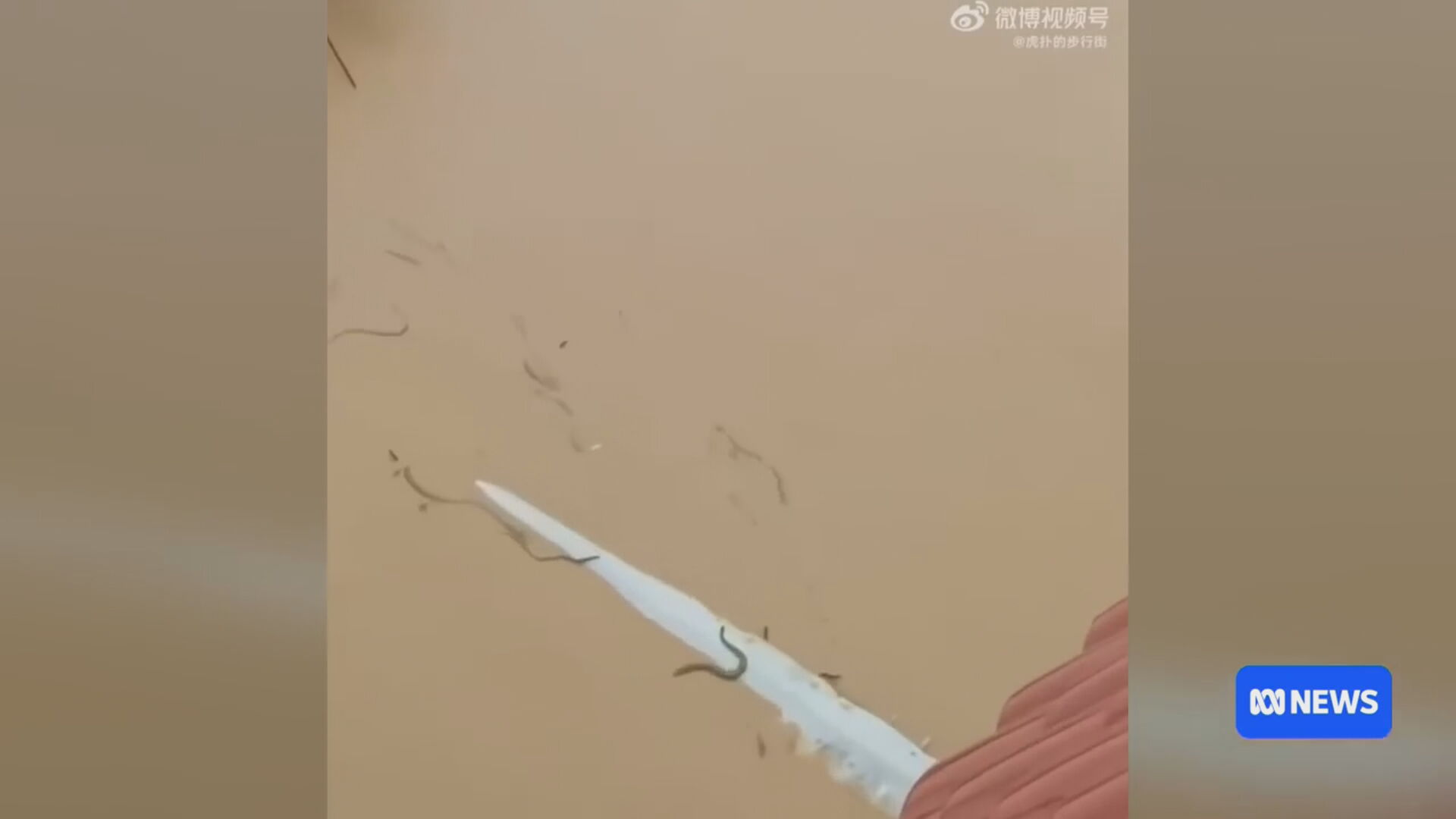 دیمەنی چەند مارێک کە لافاوەکەی هانگژووی چین بردوونی