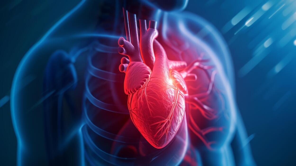 وێنەی ئەندامی دڵ