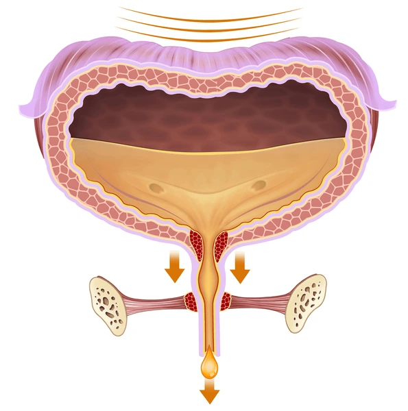 Description of the image