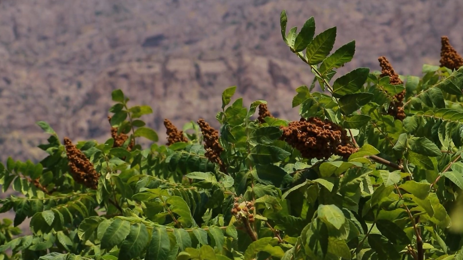 وەرزی شکانەوە و ڕنینەوەی ترشی خۆماڵی لە ناوچە شاخاوییەکانی هەرێمی کوردستان