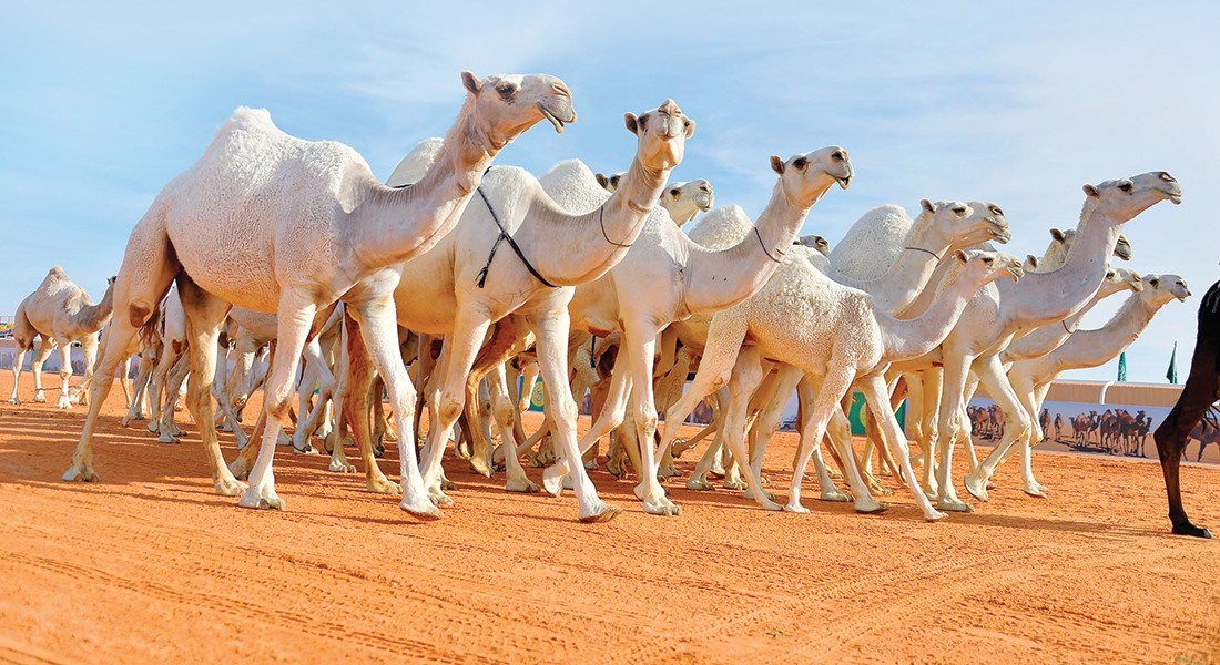 زۆربەی ئاژەڵەکان لە لایەن کەسایەتی و سەرۆک هۆزەکانەوە وەک دیاری پێشکەش بە ئاهەنگەکە کراوە
