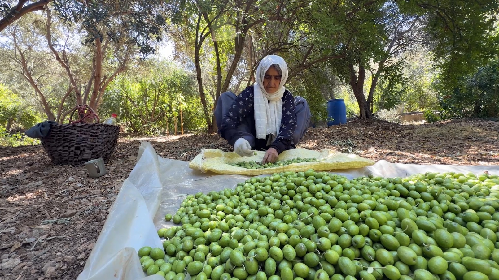 فاتمە ڕەجەبی، هاونیشتمانییەکی گوندی هیروێی سەر بە پارێزگای کرماشانی ڕۆژهەڵاتی کوردستانە و خاوەنی پاخێکی زەیتوونە