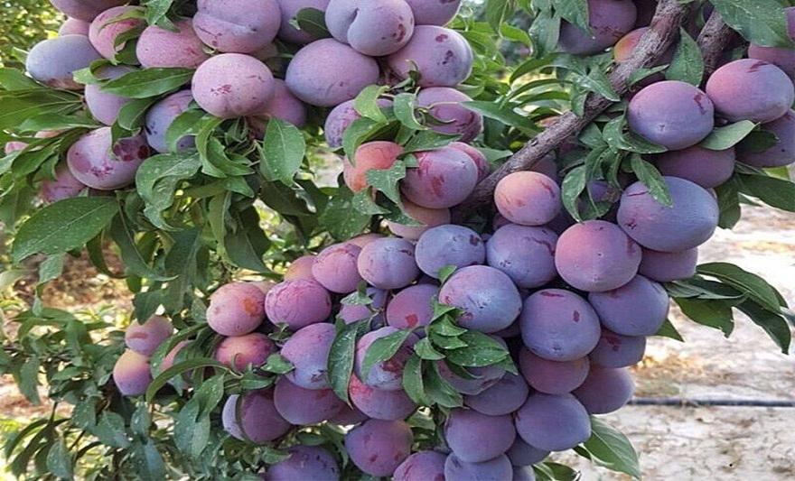بەرهەمى هەڵووژەى ورمێى ڕۆژهەڵاتى کوردستان