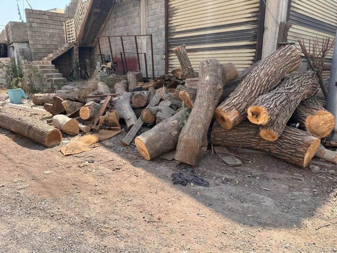 بخشی از درختانی که متهمان دستگیرشده قطع کرده‌اند